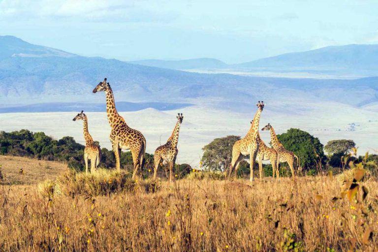 ngorongoro-4