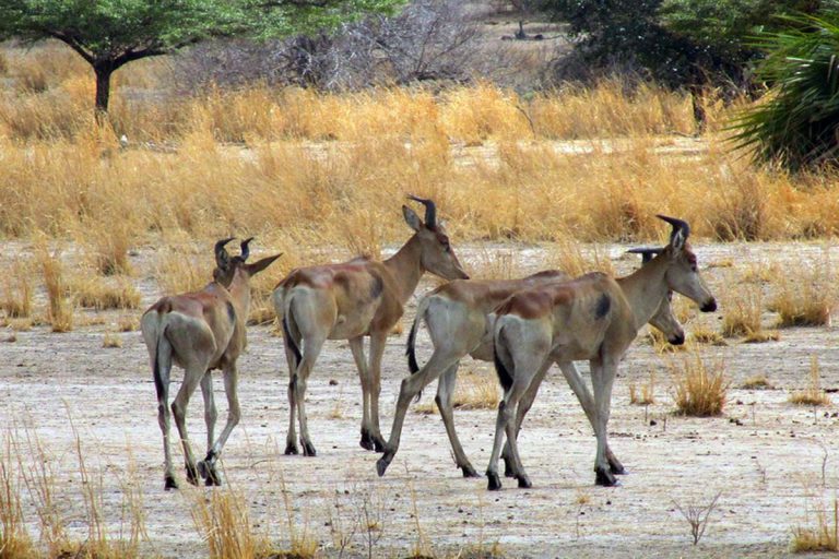 selous-game-reserve-2